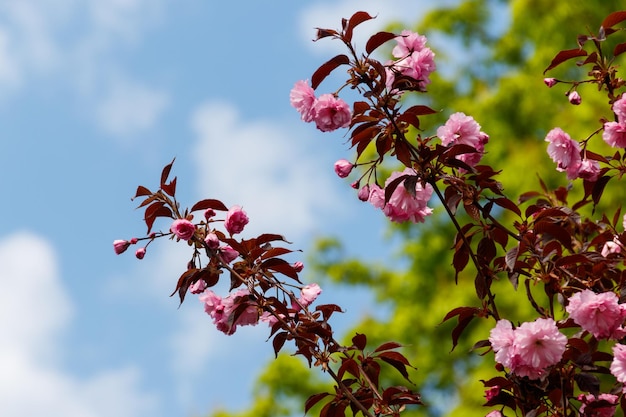 Fiore di ciliegio in primavera