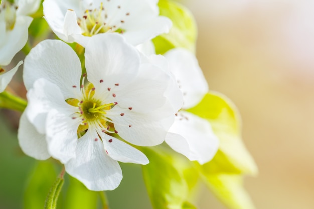 Fiore di ciliegio in primavera