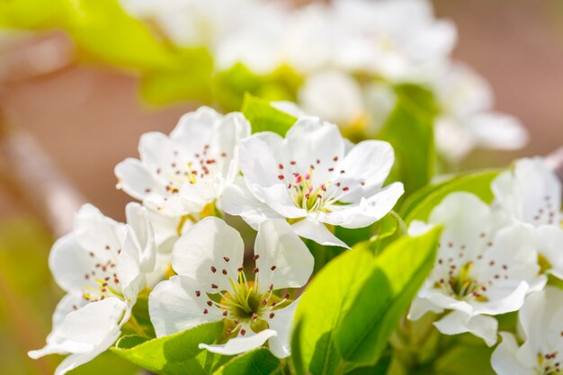 Fiore di ciliegio in primavera