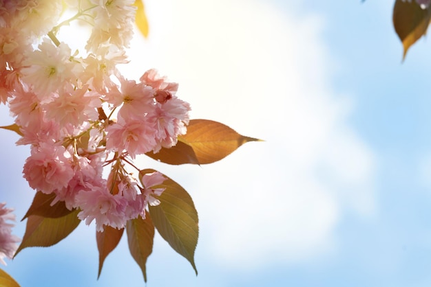 Fiore di ciliegio in una calda giornata primaverile Splendida scena naturale con albero in fiore e bagliore solare