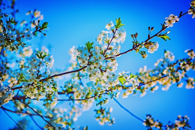 Fiore di ciliegio inatagram stile