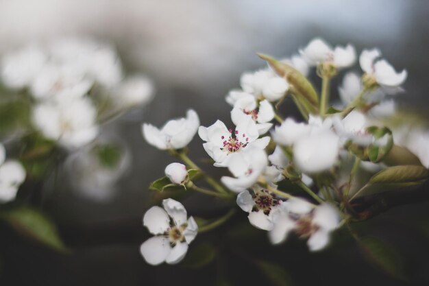 Fiore di ciliegio nel giardino di primavera