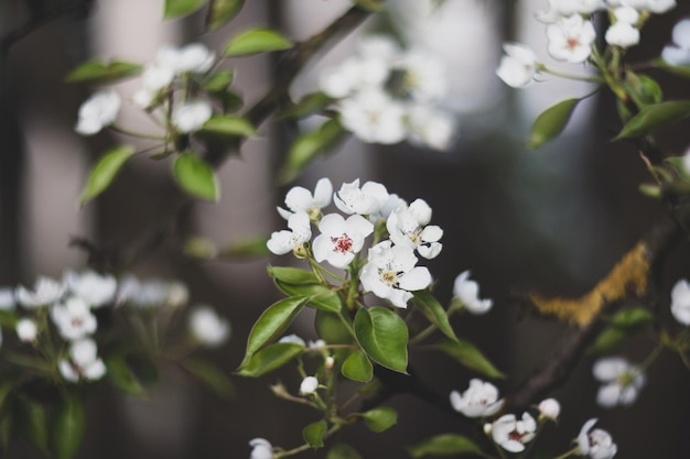 Fiore di ciliegio nel giardino di primavera