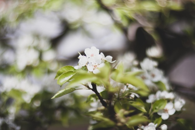 Fiore di ciliegio nel giardino di primavera