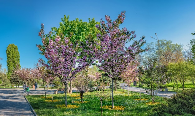 Fiore di ciliegio nel parco della vittoria a Odessa Ucraina