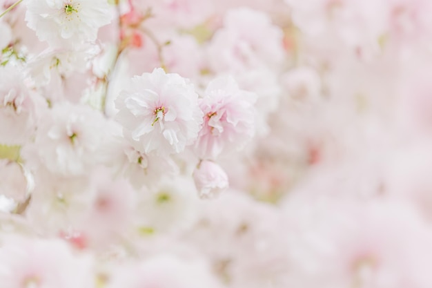 Fiore di ciliegio o fiore di Sakura su sfondo rosa