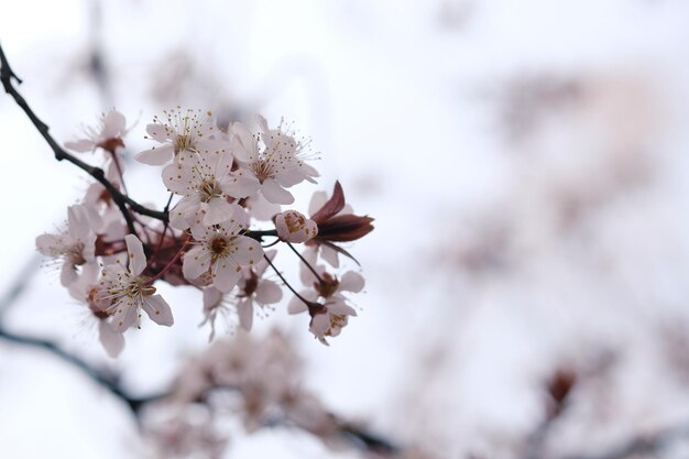 Fiore di ciliegio o fiore di Sakura sullo sfondo della natura