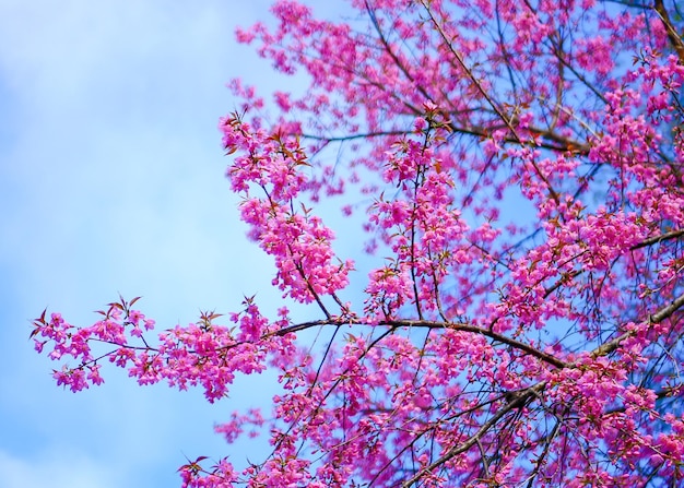 Fiore di ciliegio o fiori con cielo blu