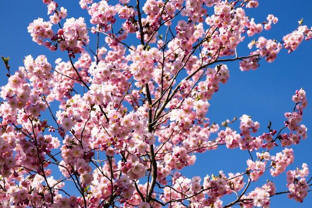 Fiore di ciliegio o sakura sopra il cielo blu