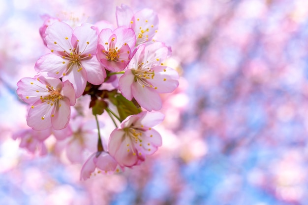 Fiore di ciliegio primaverile. Bellissimo sfondo floreale rosa.