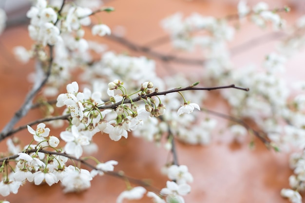 Fiore di ciliegio primaverile sul tavolo