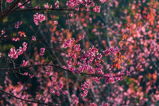 Fiore di ciliegio Prunus cerasoides o Wild Himalayan Cherry