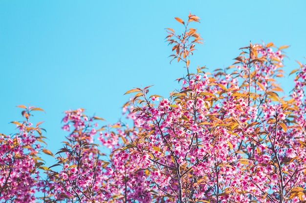 Fiore di ciliegio Prunus cerasoides