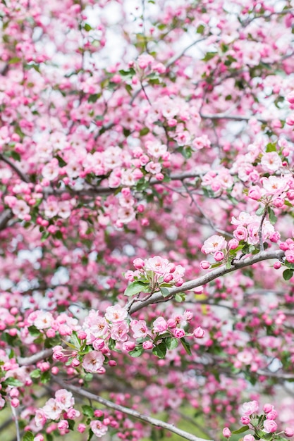 Fiore di ciliegio rosa all'inizio della primavera.