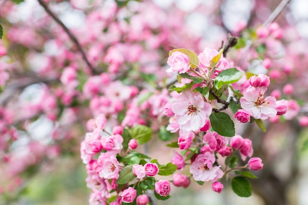 Fiore di ciliegio rosa all'inizio della primavera.