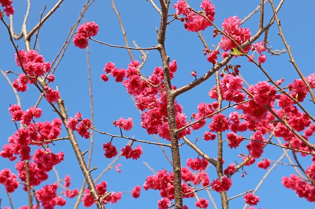 Fiore di ciliegio rosa con cielo blu