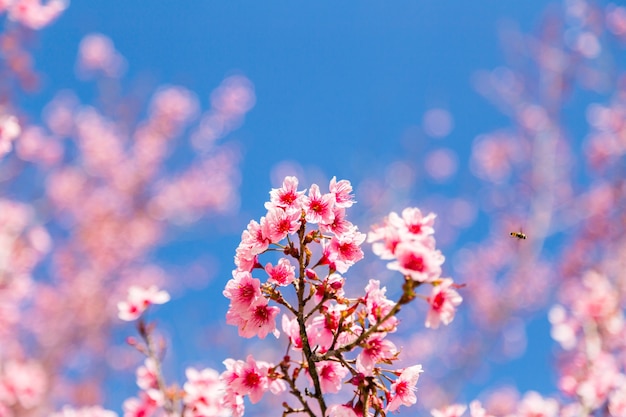 fiore di ciliegio rosa in cielo blu chiaro