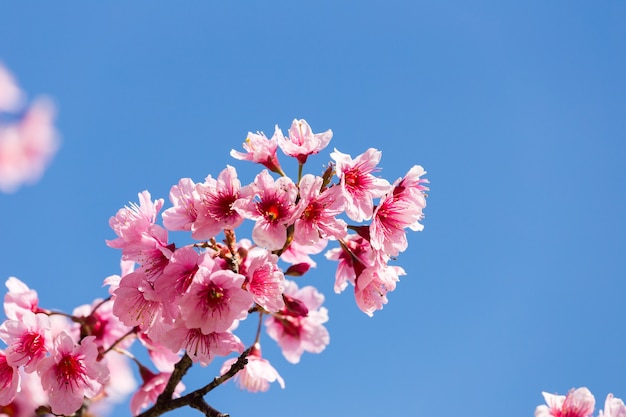 fiore di ciliegio rosa in cielo blu chiaro