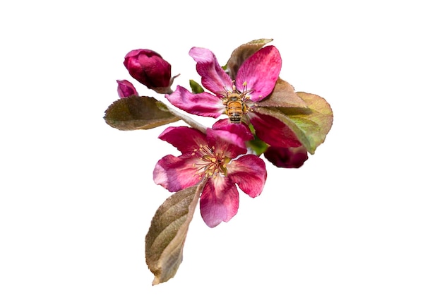 Fiore di ciliegio rosa isolato su sfondo bianco