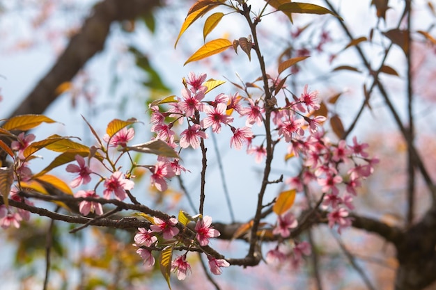 Fiore di ciliegio rosa o fiore di sakura