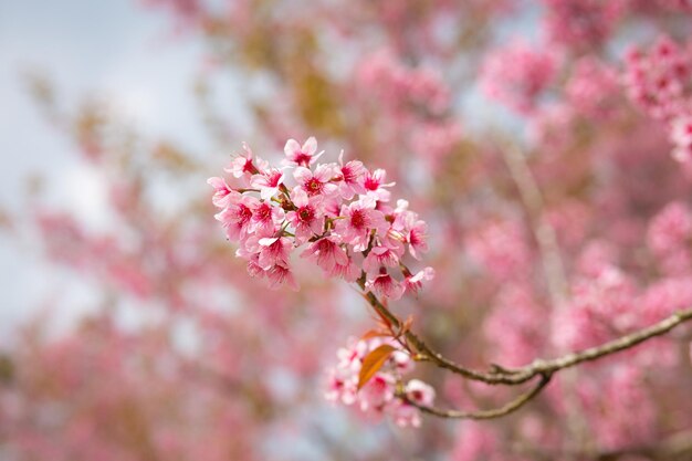 Fiore di ciliegio rosa o fiore di sakura