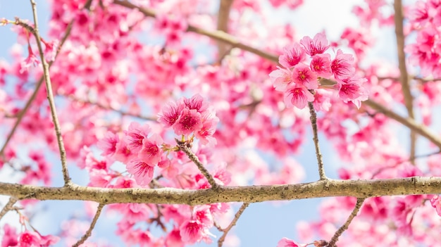 Fiore di ciliegio rosa (sakura) in un giardino.