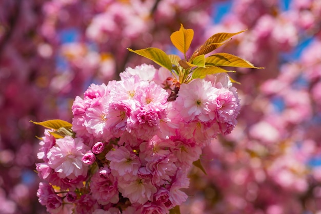 Fiore di ciliegio rosa Sakura su sfondo blu Fiori rosa Sakura su sfondo soleggiato sfondo primaverile