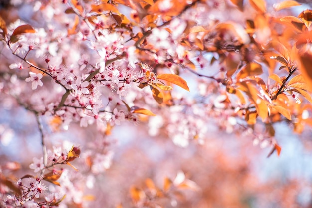 Fiore di ciliegio rosa su un albero nel giardino su uno sfondo sfocato sfondo floreale