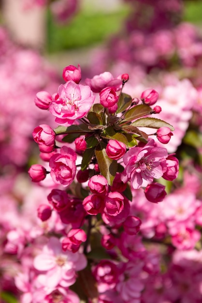 Fiore di ciliegio rosa sulla luce solare primaverile in fiore