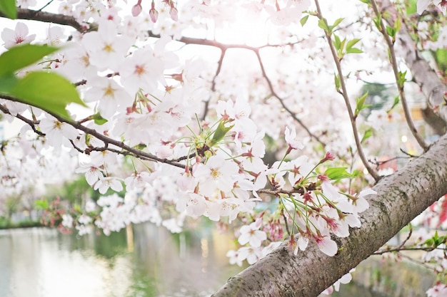 fiore di ciliegio sakura backgrund