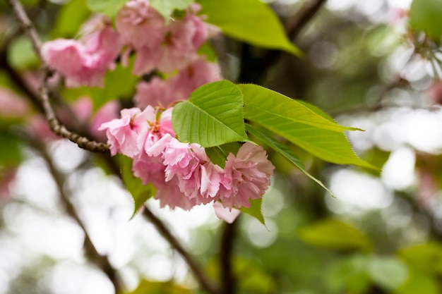 Fiore di ciliegio Sakura in primavera bellissimi fiori rosa