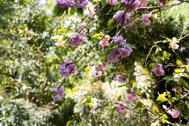 Fiore di ciliegio Sakura in primavera bellissimi fiori rosa