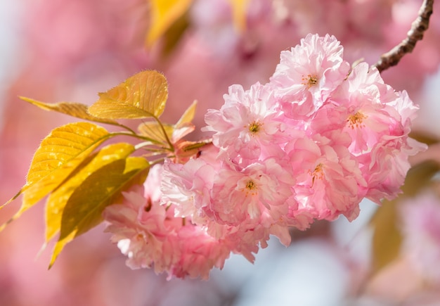 Fiore di ciliegio Sakura