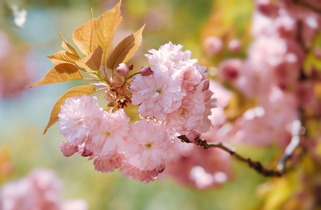 Fiore di ciliegio Sakura