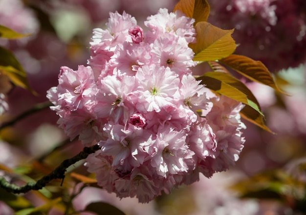 Fiore di ciliegio Sakura