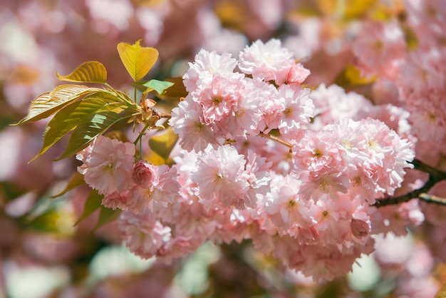 Fiore di ciliegio Sakura