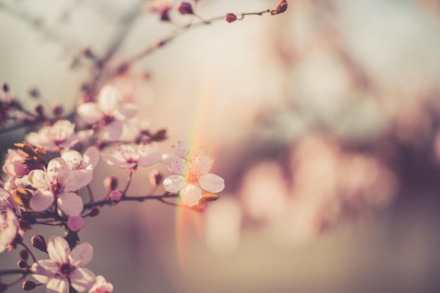 fiore di ciliegio sakura