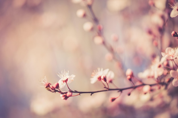 fiore di ciliegio sakura