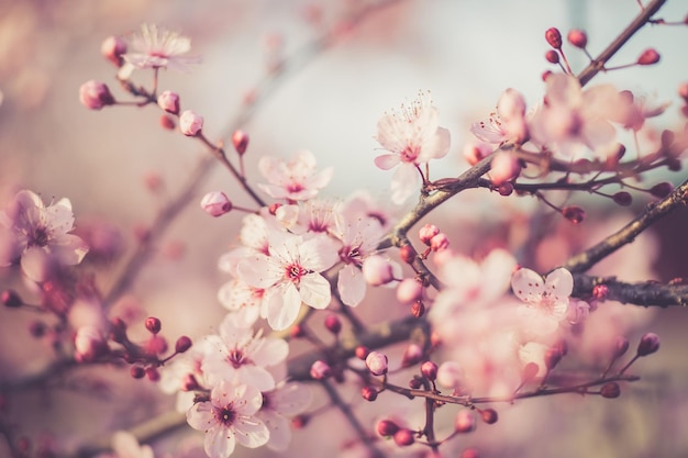 fiore di ciliegio sakura