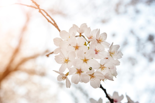 Fiore di ciliegio, sfondo bianco sakura