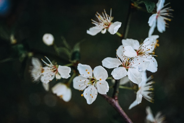 Fiore di ciliegio su un ramo