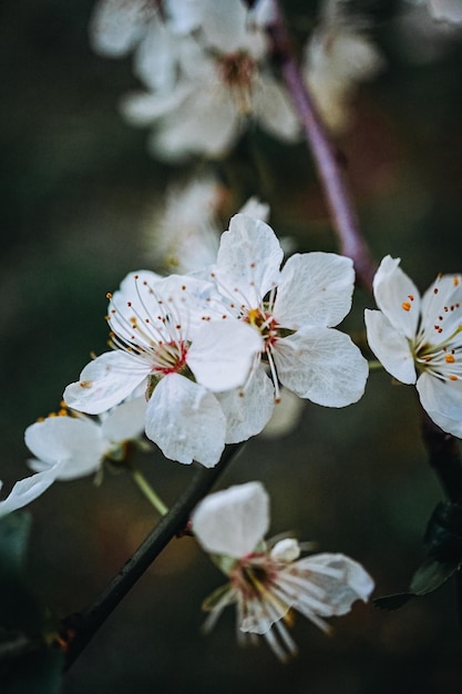 Fiore di ciliegio su un ramo