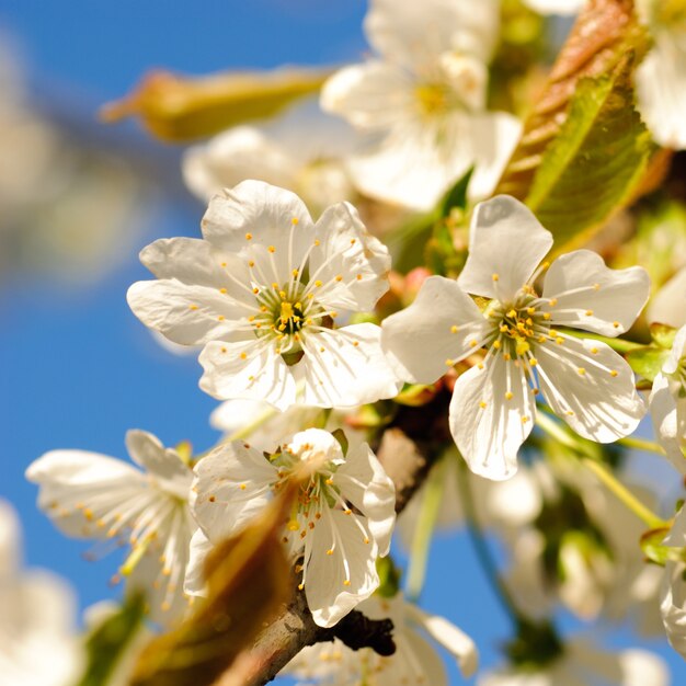 Fiore di ciliegio sull'albero di primavera