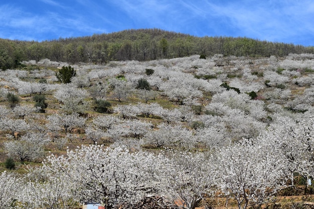 Fiore di ciliegio, Valle del Jerte, Spagna