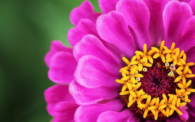 Fiore di cinia rosa Macro Close up