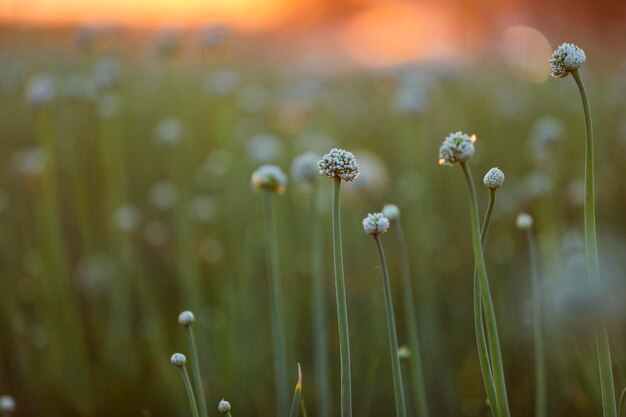 Fiore di cipolla al campo agricolo di cipolla