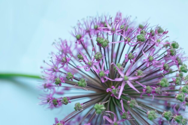 Fiore di cipolla gigante su uno sfondo blu Grandi boccioli con infiorescenze viola su un sfondo blu pastello Christoph's allium su uno sfundo blu