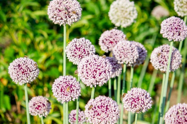 fiore di cipolla in giardino Focus selettivo Natura