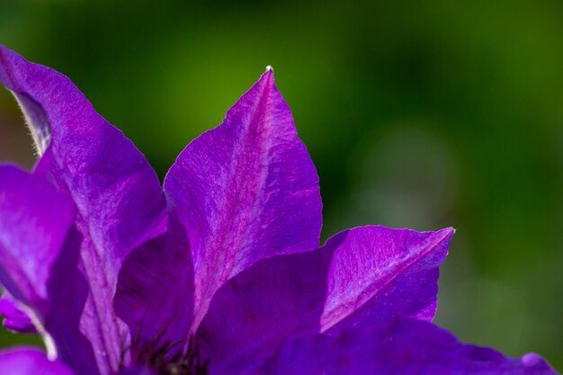 Fiore di clematide viola in fiore su sfondo verde nella fotografia macro estiva