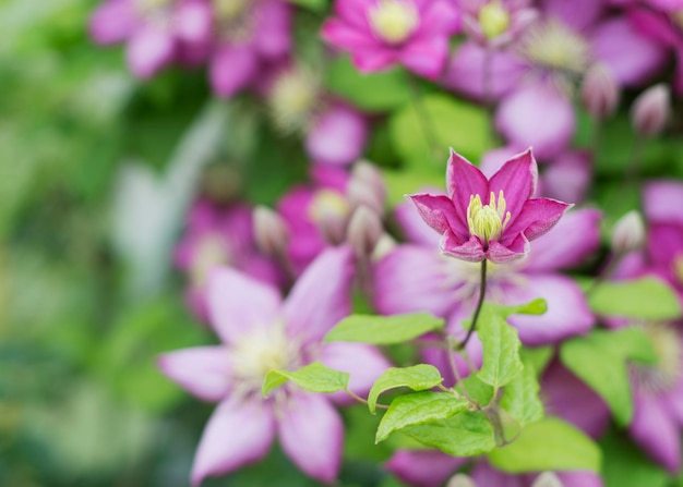 Fiore di clematide viola nel giardino 8